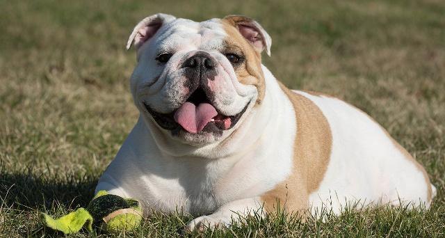 英牛犬当前市场行情分析